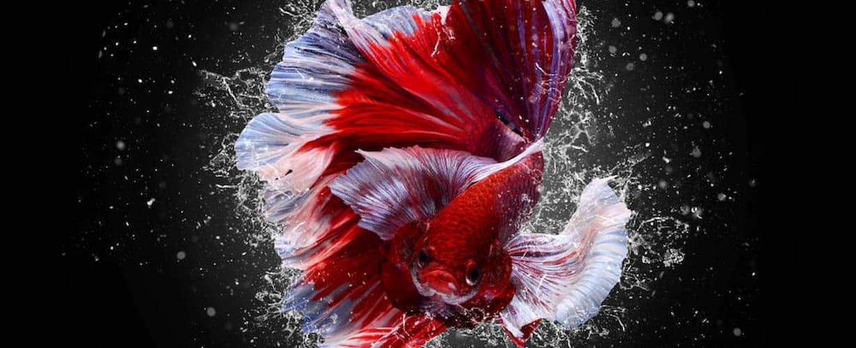 มือใหม่เลือกอาหารปลากัดอย่างไร