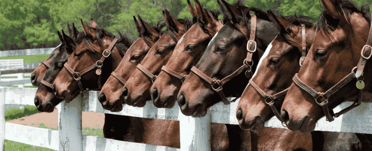 ฟาร์มขายม้า