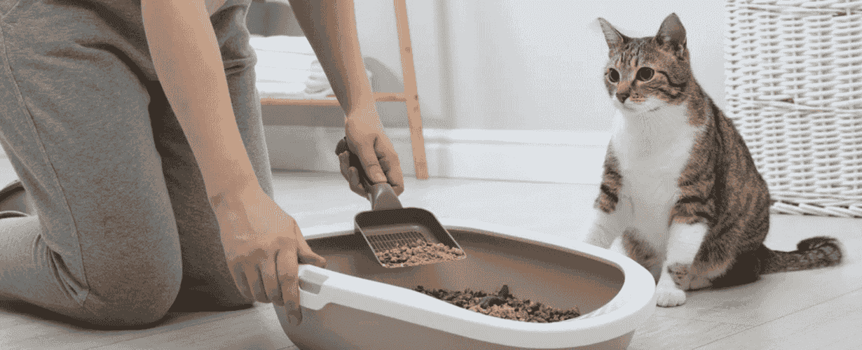 วิธีดับกลิ่นฉี่แมว กลิ่นอึแมว