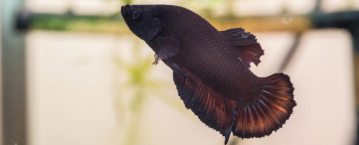 อาหารปลา ออนไลน์